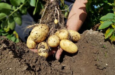 Den Hartigh potato proefveld rooien
