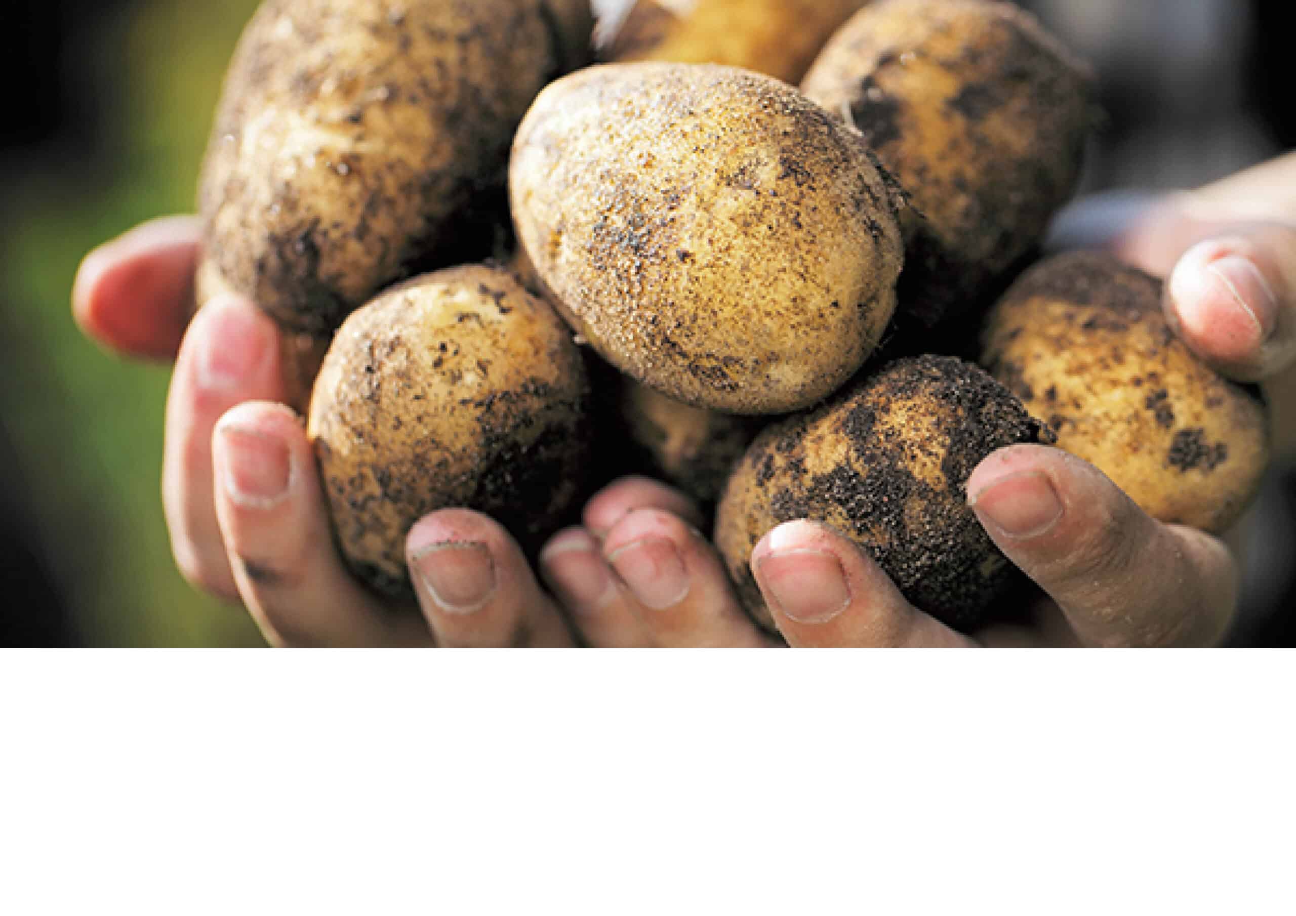 Averis aardappel
